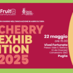 Cherry- Exhibition