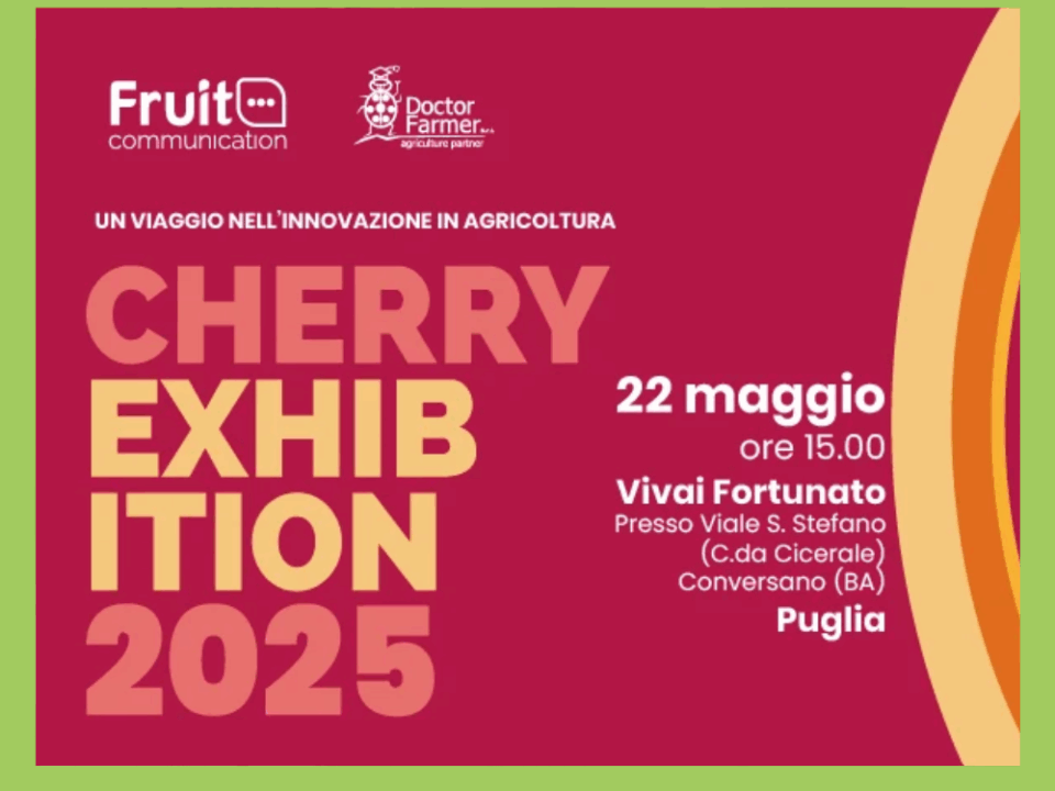 Cherry- Exhibition
