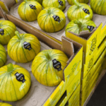 cassette con zucchioli, cucurbitacea simile a una zucca ma dal colore giallo e dalle striature verdi